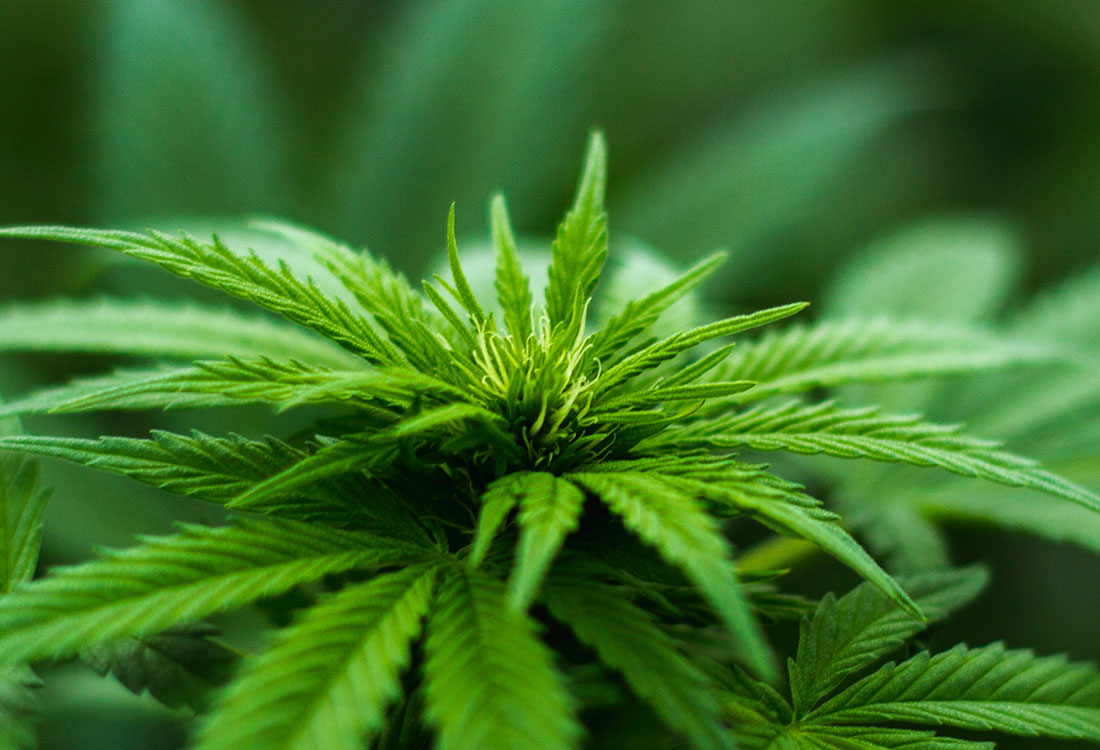 Liquide cannabidiol avec ou sans nicotine ? - Actualits Vgtol